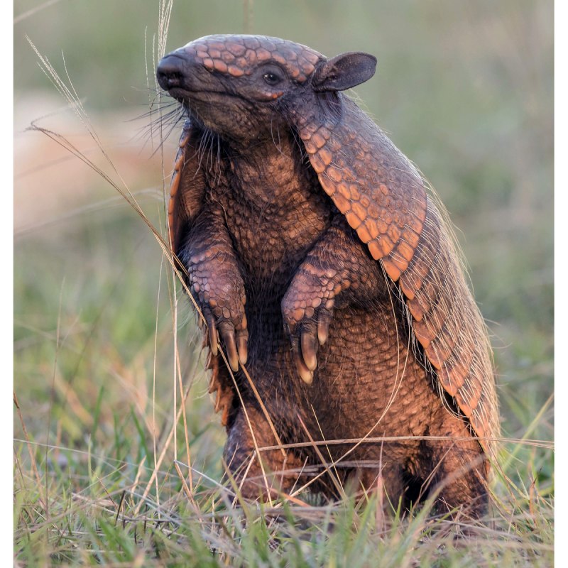 Euphractus sexcinctus