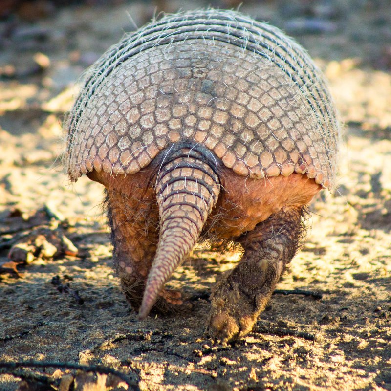 Euphractus sexcinctus