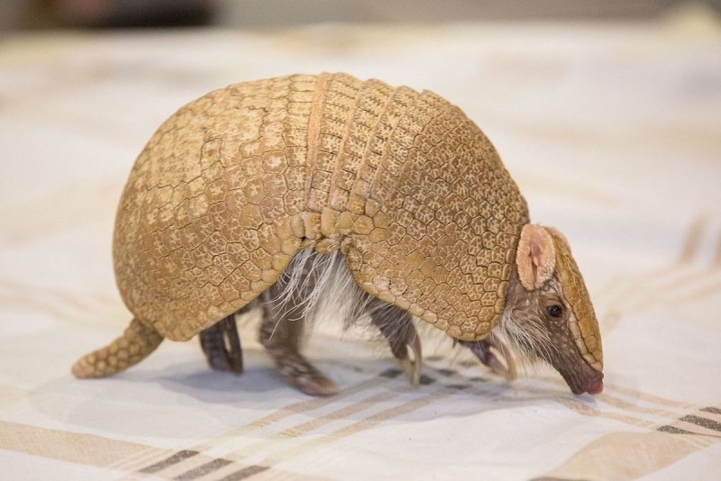 Armadillo Claw