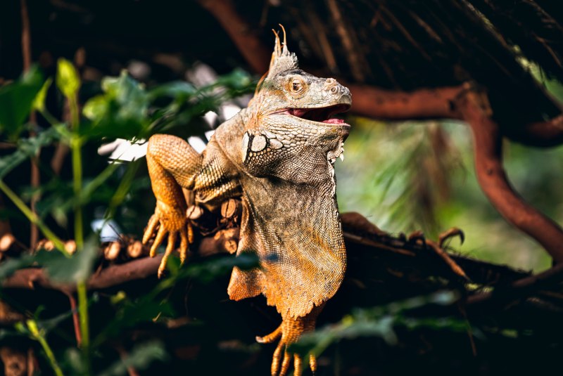 Летающий дракон (Draco volans)
