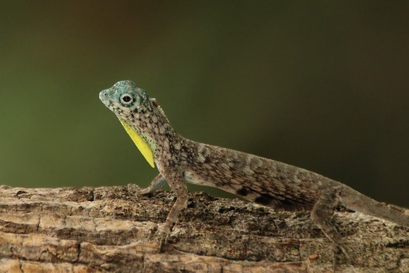 Летающий дракон (Draco volans)