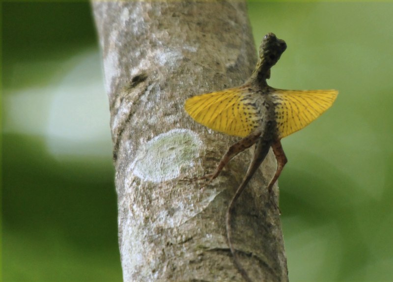 Летающий дракон (Draco volans)