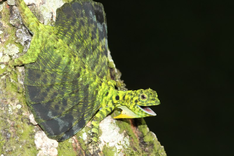 Draco sumatranus