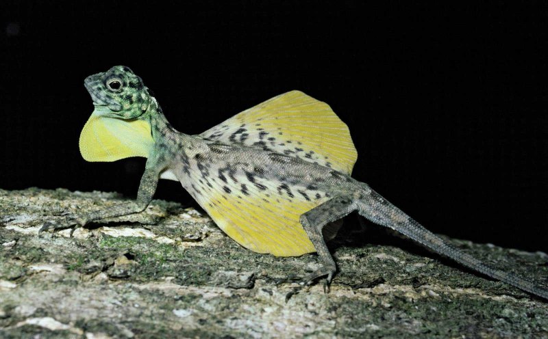 Летающий дракон (Draco volans)