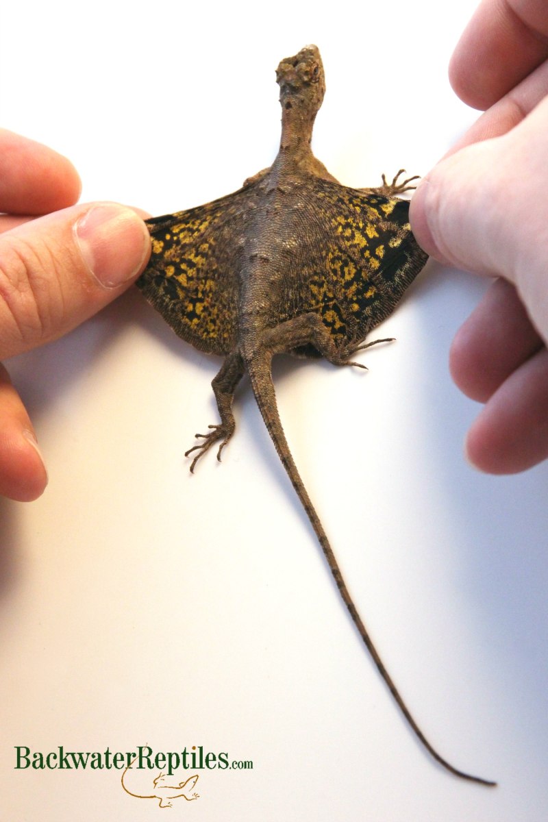 Летучий дракон (Draco volans)