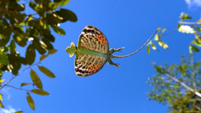 Летающий дракон (Draco volans)