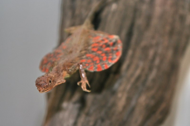 Draco volans ящерица