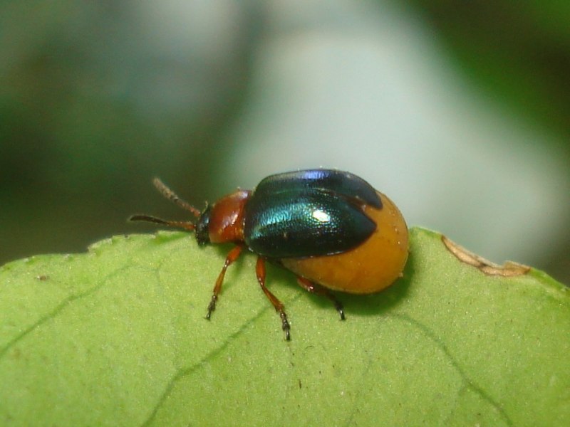 Gastrophysa polygoni