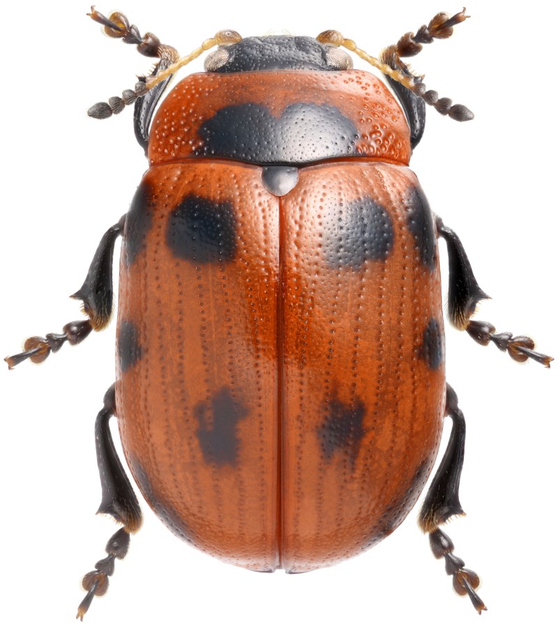 Gonioctena viminalis