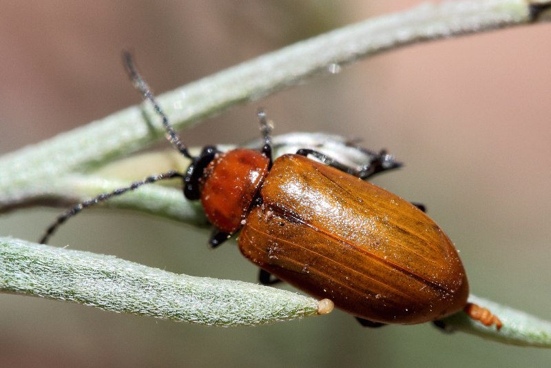 Exosoma lusitanicum