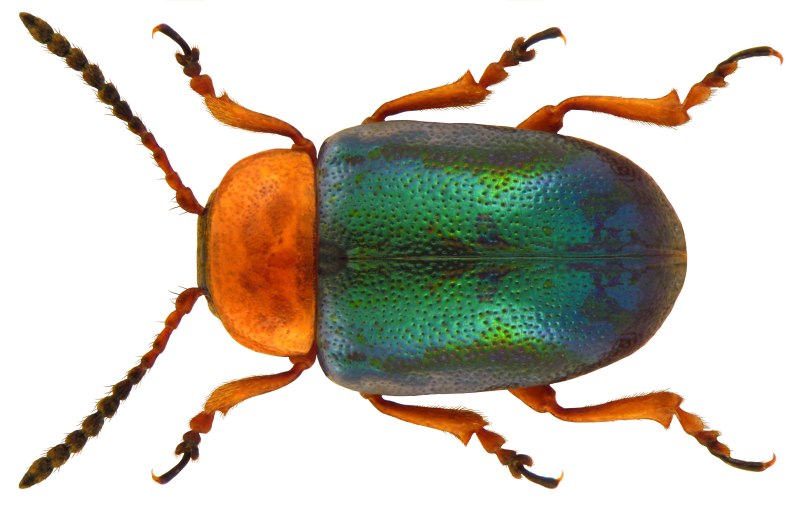 Gastrophysa polygoni