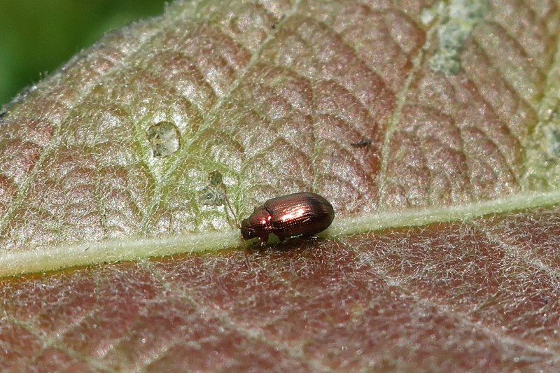 Singa nitidula