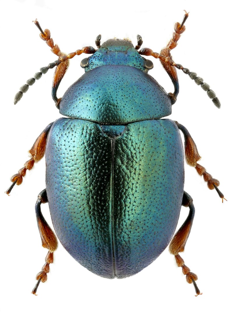 Жуки листоеды Chrysomelidae