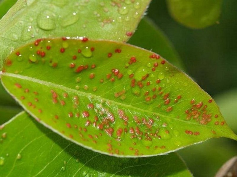 Грушевый галловый клещ Eriophyes pyri PGST
