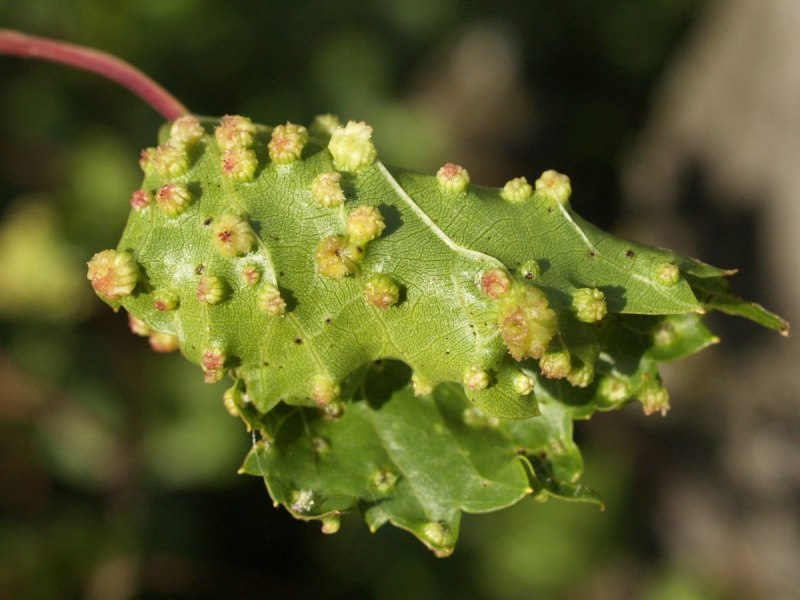 Филлоксера (Viteus vitifoliae (Fitch.))