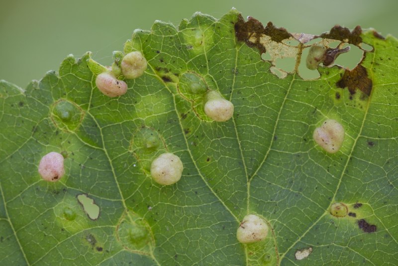 Клещик (Eriophyes SP)