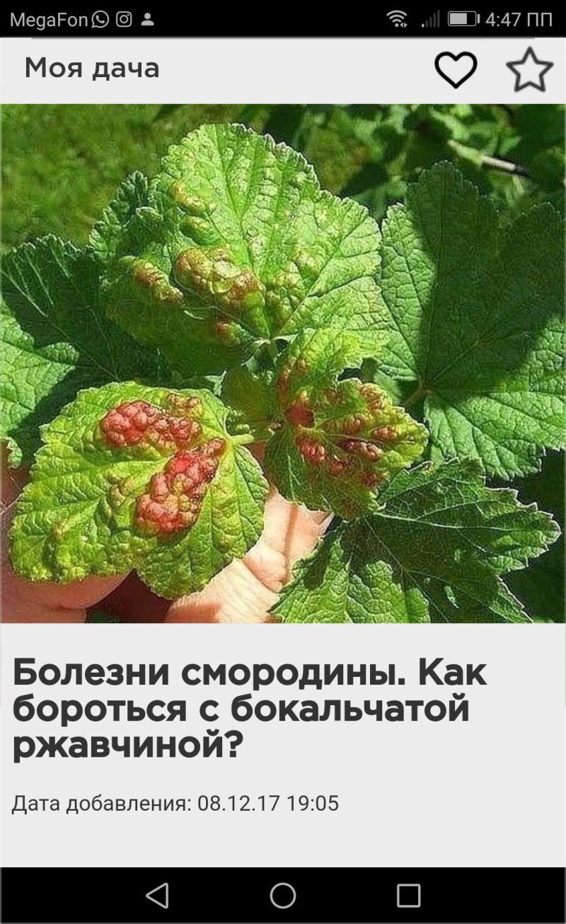 Болезни красной смородины антракноз