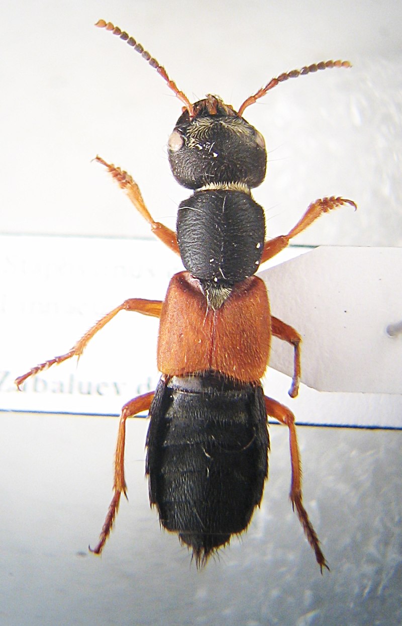 Staphylinus erythropterus Linnaeus.