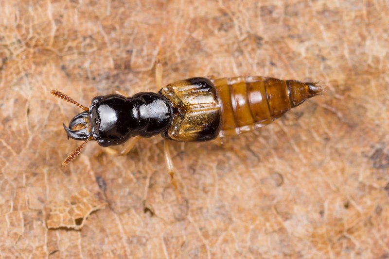 Oxyporus maxillosus