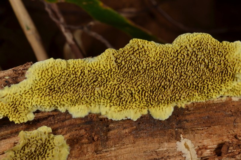 Tridens flavus растение