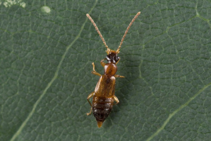 Nodynus leucofasciatus (Staphylinidae)