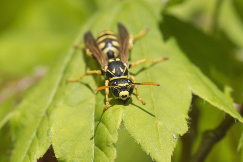 Yellow Jacket насекомое