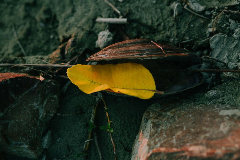 Yellowish Brown