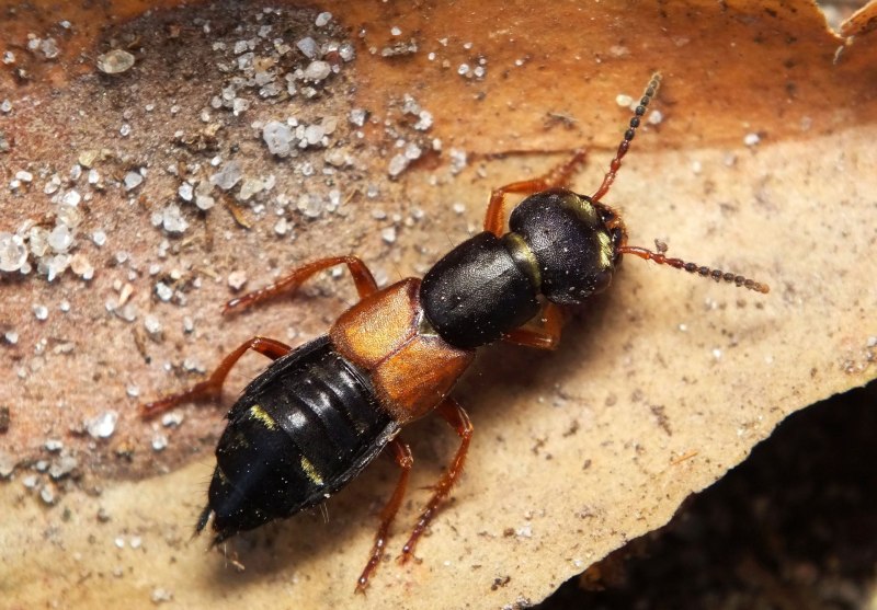 Стафилиниды (семейство Staphylinidae)