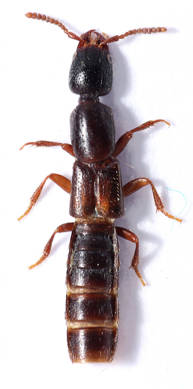 Staphylinus caesareus