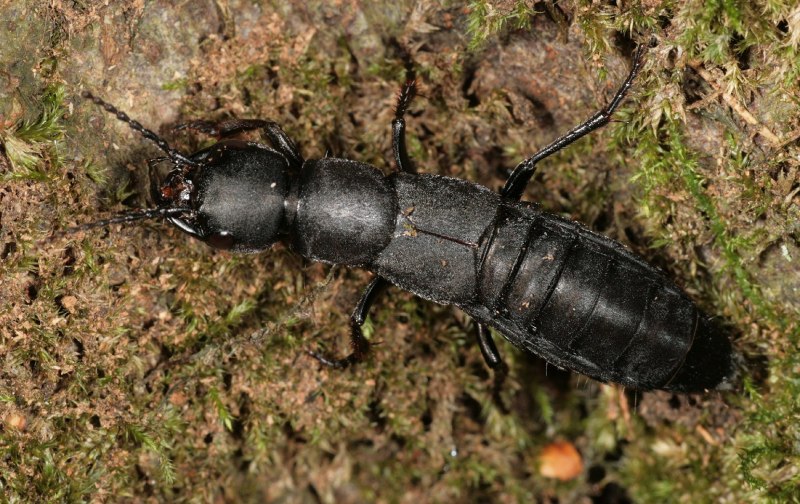 Стафилин пахучий (Ocypus Olens)