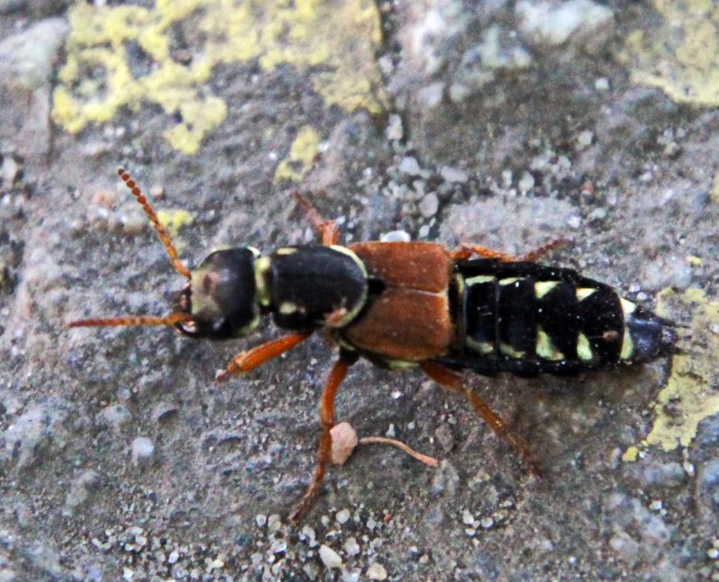 Staphylinus caesareus