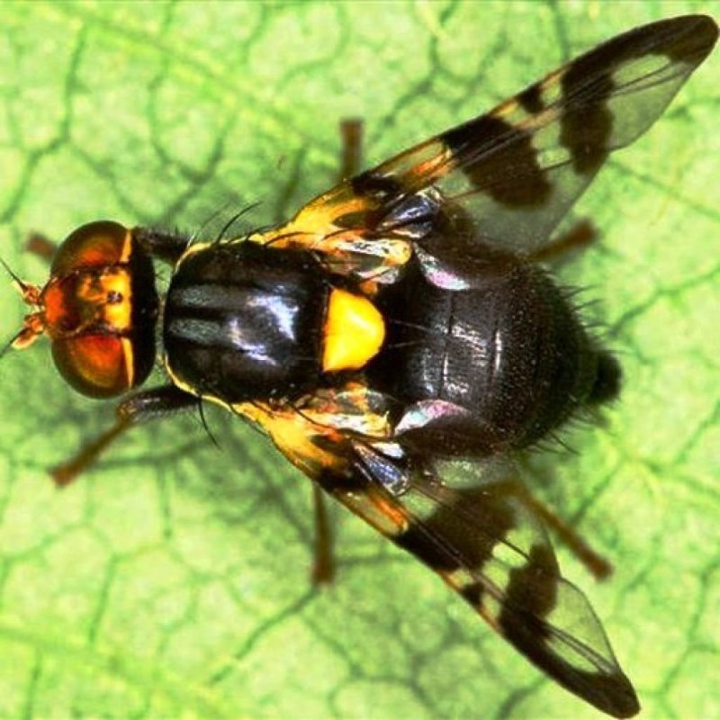 Вишневая Муха Rhagoletis Cerasi