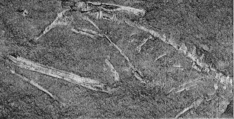 Podokesaurus holyokensis