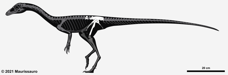 Riparvenator milnerae