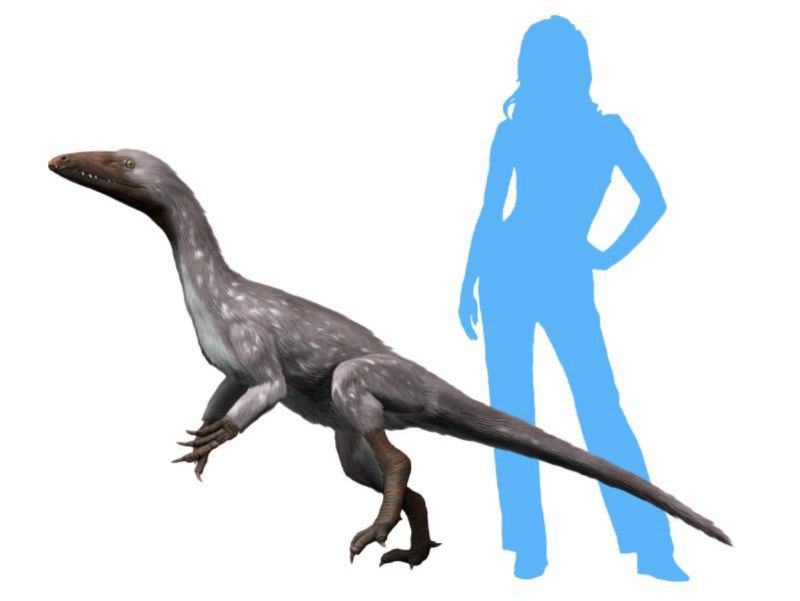 Tawa hallae