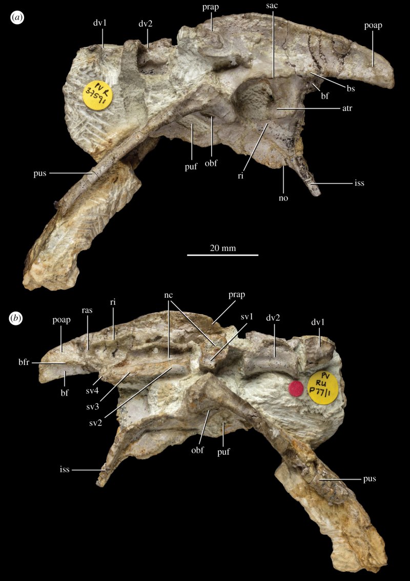 Pendraig milnerae