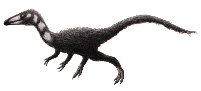 Hesperonychus elizabethae динозавр