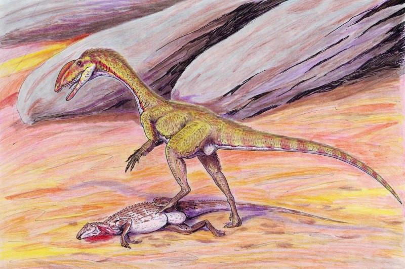 Coelophysis kayentakatae