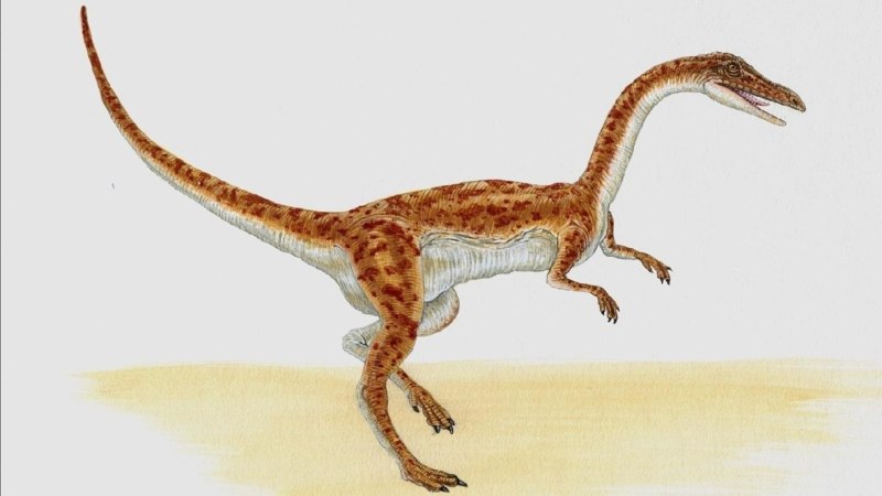 Coelophysis динозавр