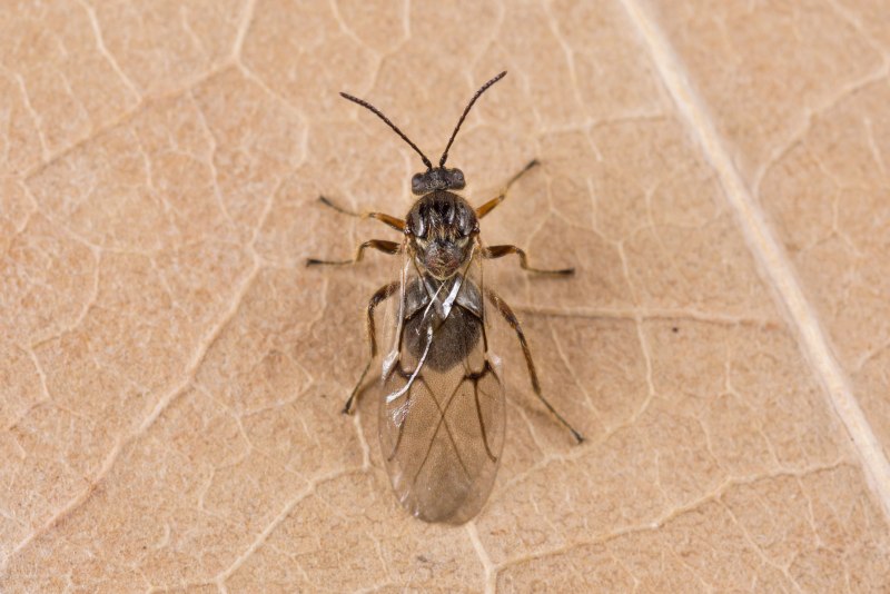 Cynips quercusfolii
