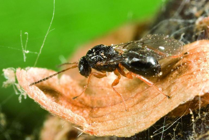 Dryocosmus kuriphilus