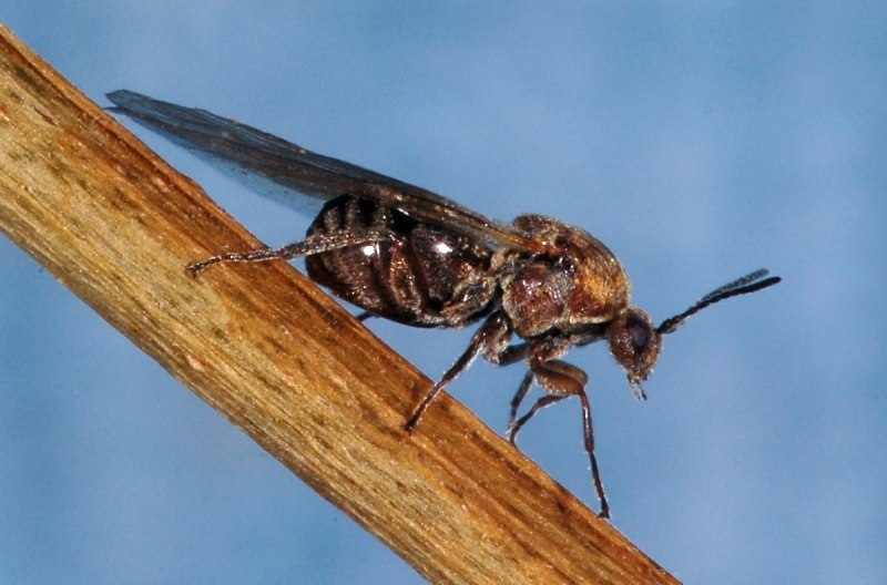 Andricus foecundatrix