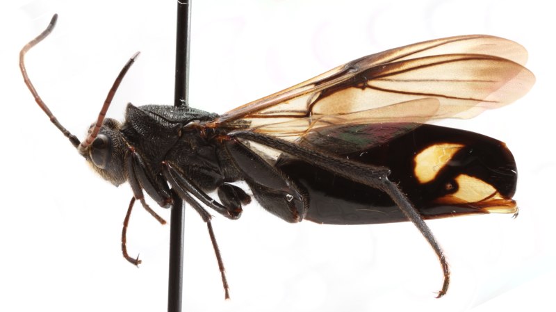 Надсемейство орехотворки (Cynipoidea)