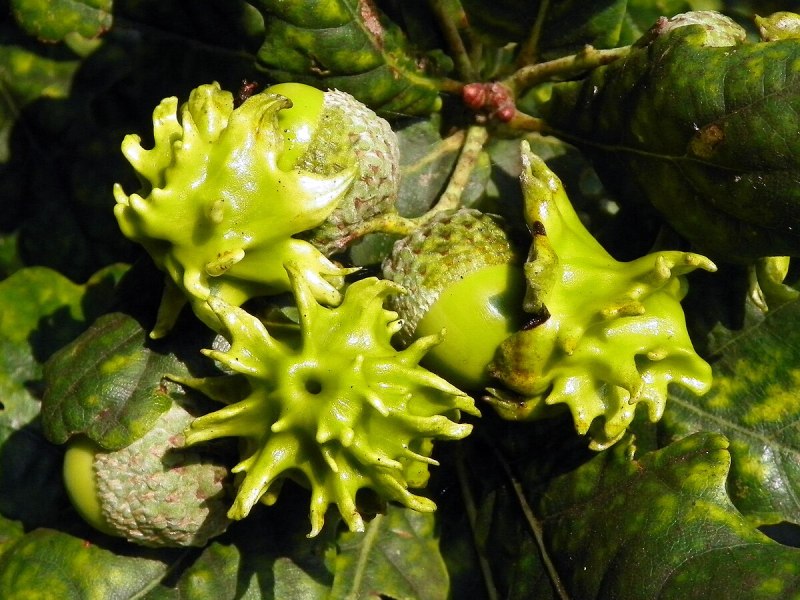 Andricus ostreus