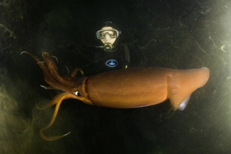 Гигантский кальмар Dosidicus Gigas