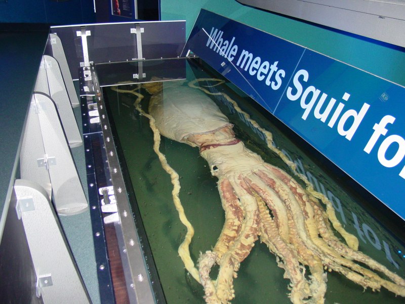 Гигантский кальмар Architeuthis