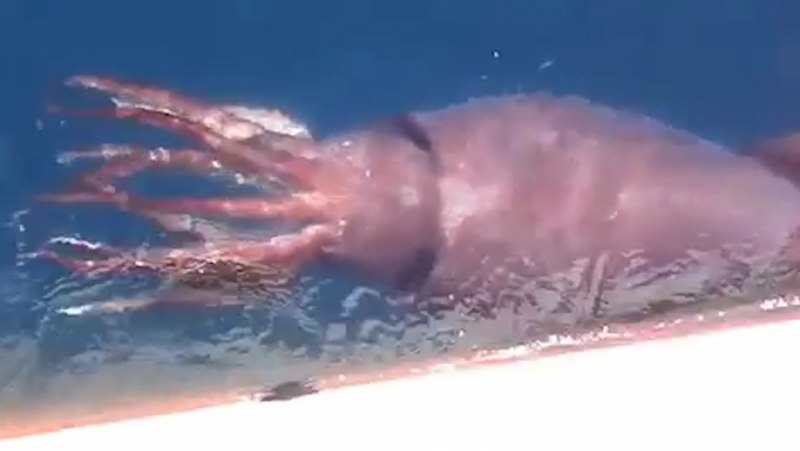 Рекорд кальмара Гумбольдта