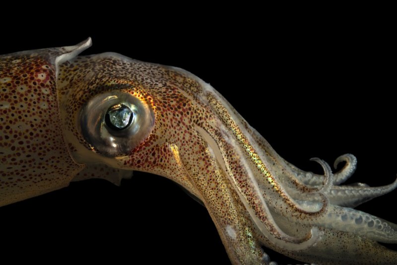 Гигантский кальмар Architeuthis