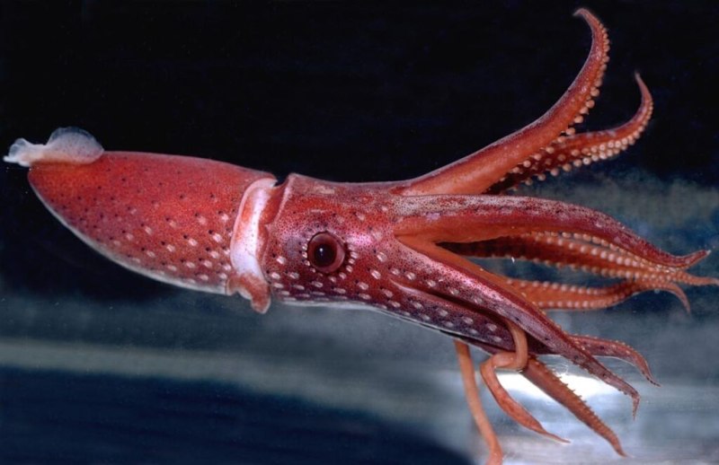 Octopoteuthis deletron