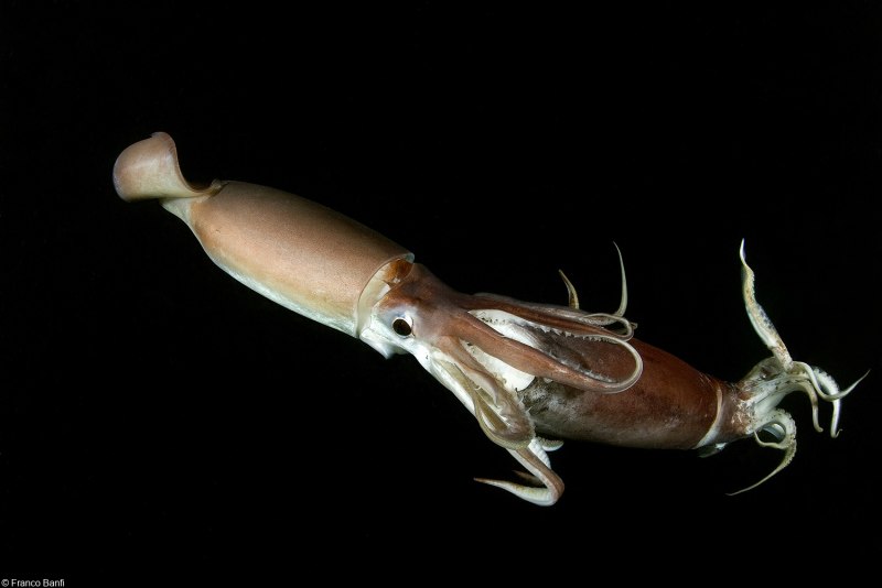 Гигантский кальмар Dosidicus Gigas